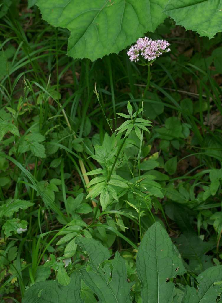 IMGP9248-1024~3.jpg