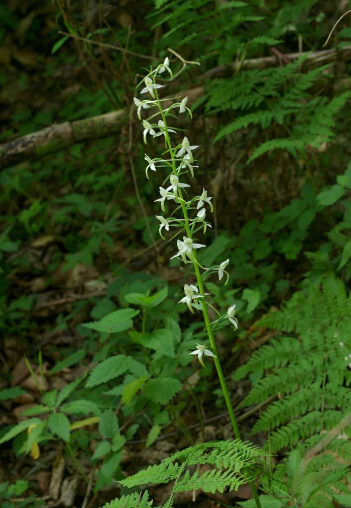 IMGP9251-1024~3.jpg