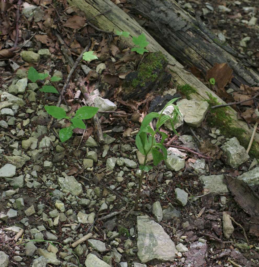 IMGP9264-1024~3.jpg