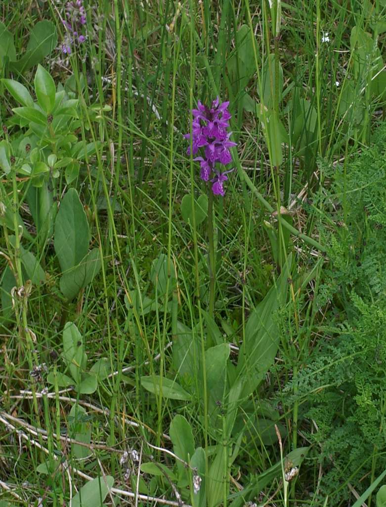 IMGP9294-1024~3.jpg