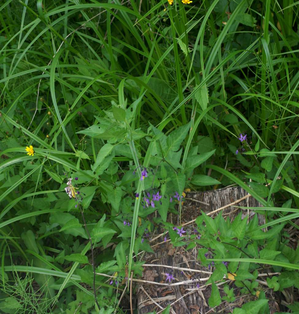 IMGP9310-1024~3.jpg