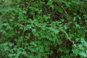 IMGP9406-1024~3.jpg