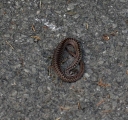 IMGP9488-1024~0.jpg