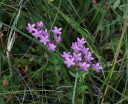 IMGP9544-1024.jpg
