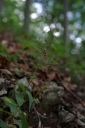 IMGP9674-1024.jpg