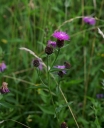 IMGP9689-1024.jpg