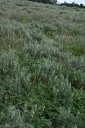 IMGP9695-1024.jpg