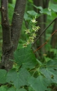 IMGP9708-1024.jpg