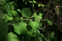 IMGP9810-1024.jpg