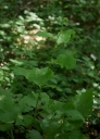 IMGP9816-1024.jpg