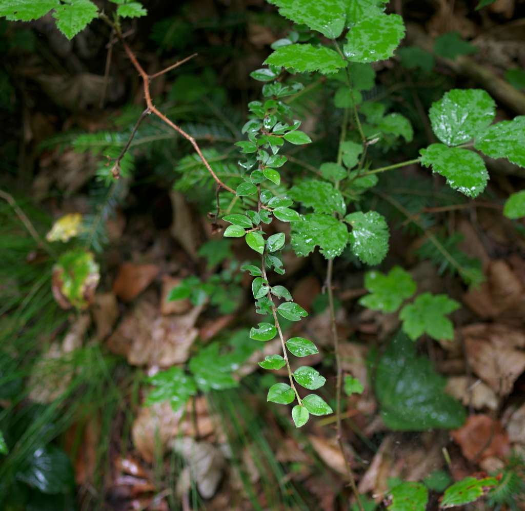 IMGP9871-1024.jpg
