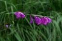 IMGP9859-1024.jpg