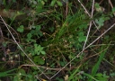 IMGP9886-1024.jpg