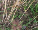 IMGP9917-1024.jpg