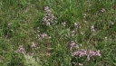 IMGP0009-1024.jpg