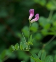 IMGP0015-1024.jpg