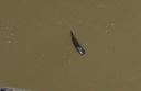 IMGP9898-1024.jpg