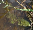 IMGP9908-1024.jpg