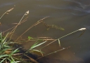 IMGP9910-1024.jpg