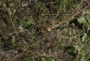 IMGP9911-1024.jpg