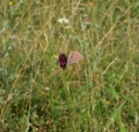 IMGP9988-1024.jpg