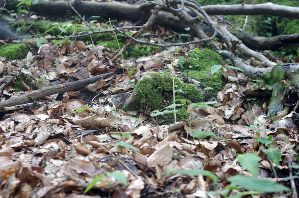 IMGP0126-1024.jpg