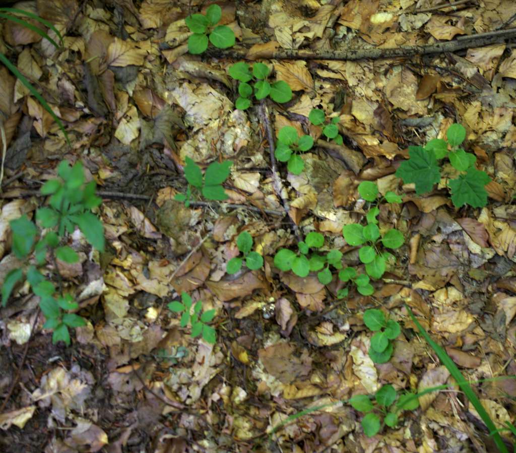 IMGP0439-1024.jpg