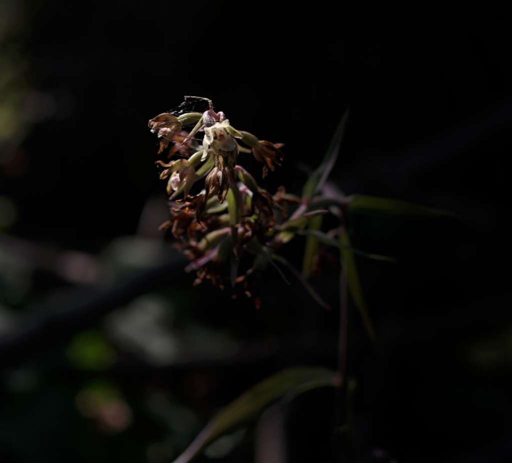 IMGP0451-1024.jpg