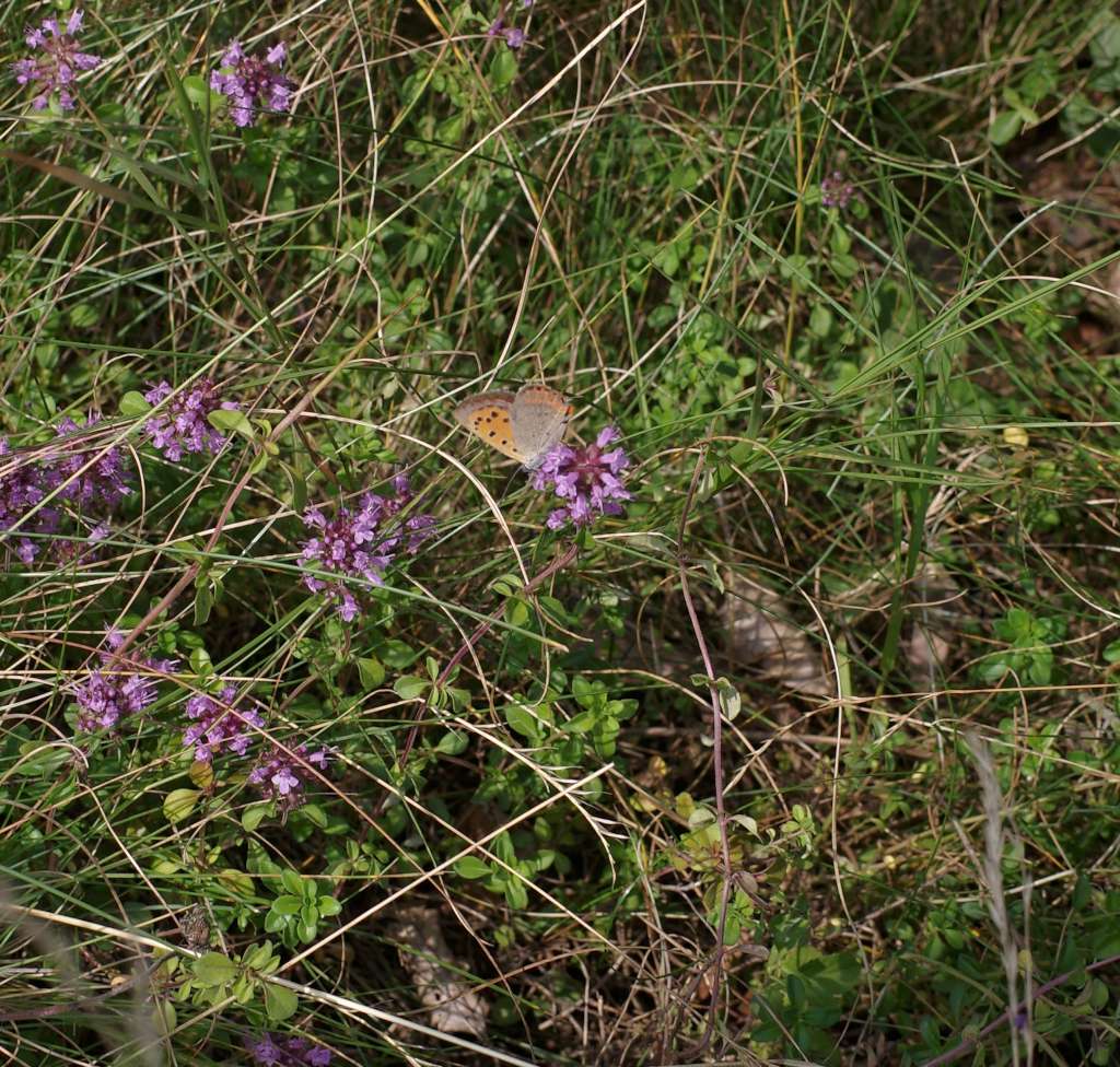 IMGP0478-1024.jpg
