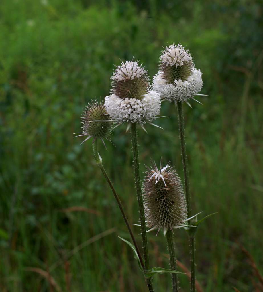 IMGP0557-1024.jpg