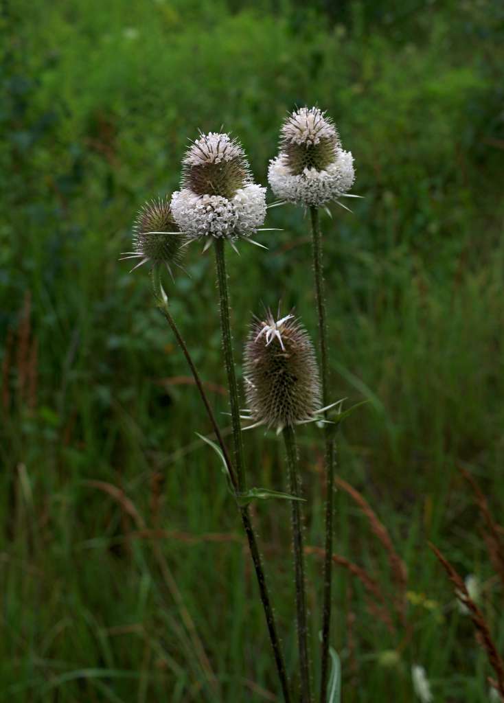 IMGP0558-1024.jpg