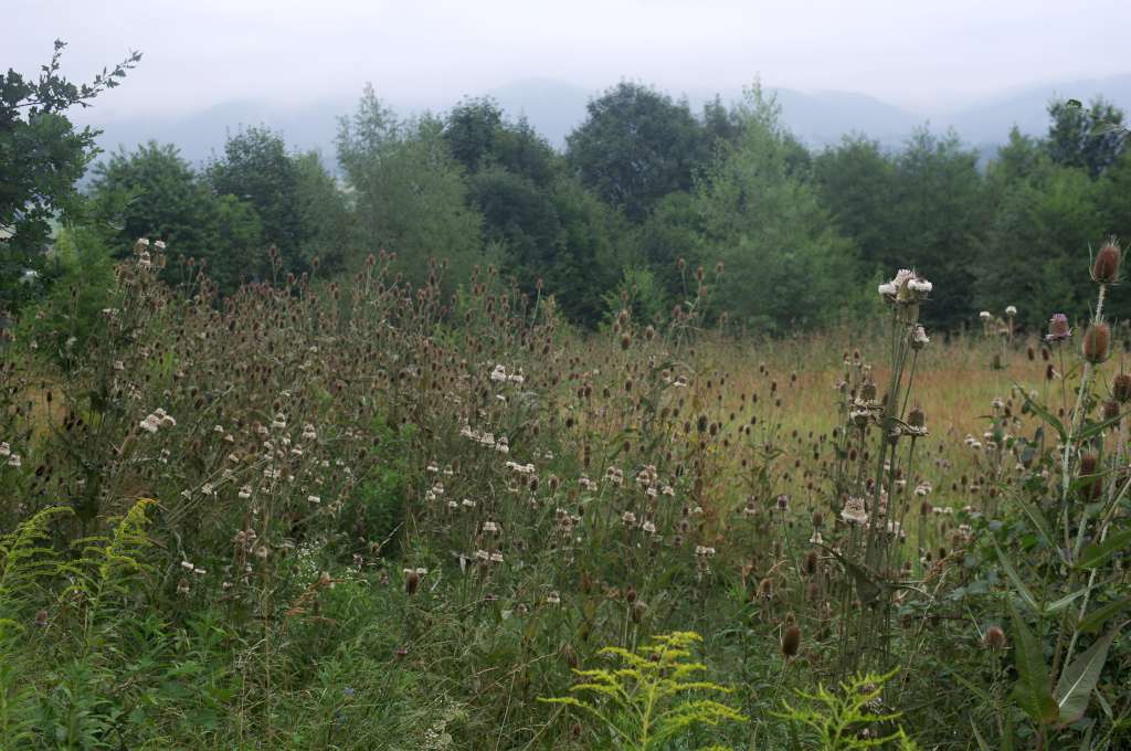 IMGP0560-1024.jpg