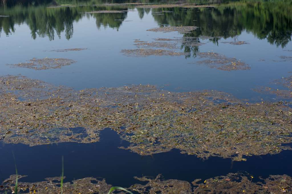 IMGP0596-1024.jpg