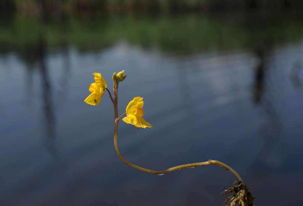 IMGP0642-1024.jpg