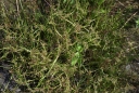Název souboru=IMGP0664-1024.jpg
Velikost souboru=181KB
Rozměry=1024x689
Datum přidání=16. Srpen 2026 IMGP0664-1024.jpg