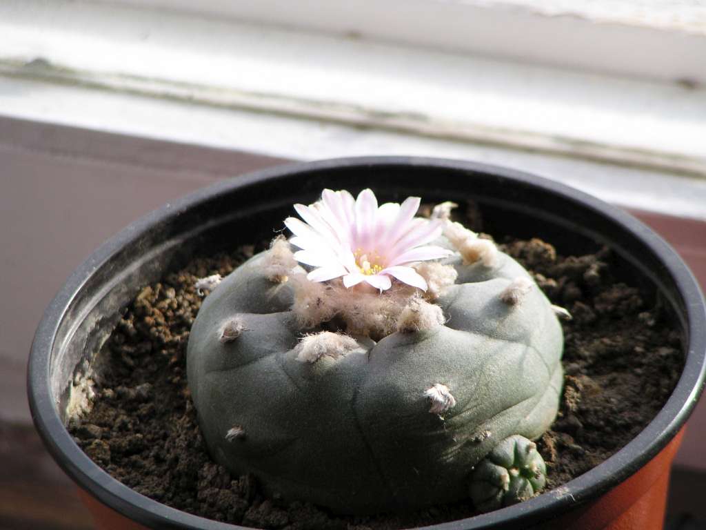 Lophophora williamsei
