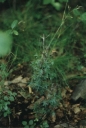 Juniperus_communis1-1024.jpg