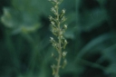 Listera_ovata3-1024.jpg