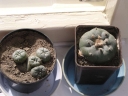 Lophophora_williamsei1-1024.jpg