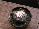 Lophophora_williamsei2-1024.jpg