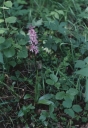 Orchis_mascula1-1024.jpg