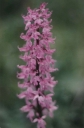 Orchis_mascula13-1024.jpg