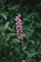 Orchis_mascula17-1024.jpg