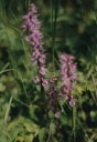 Orchis_mascula19-1024.jpg