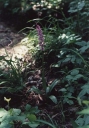 Orchis_mascula2-1024.jpg