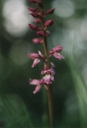 Orchis_mascula8-1024.jpg