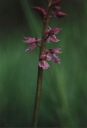 Orchis_mascula9-1024.jpg