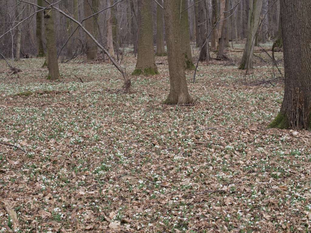 Sněženka podsněžník
