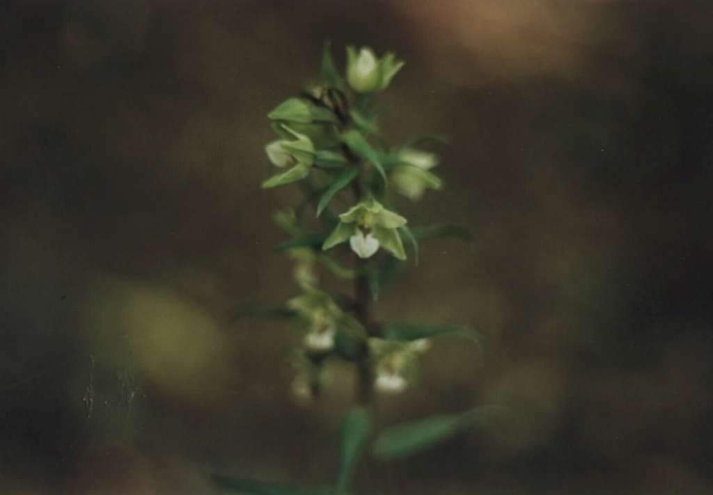 1Epipactis_albensis3-1024.jpg