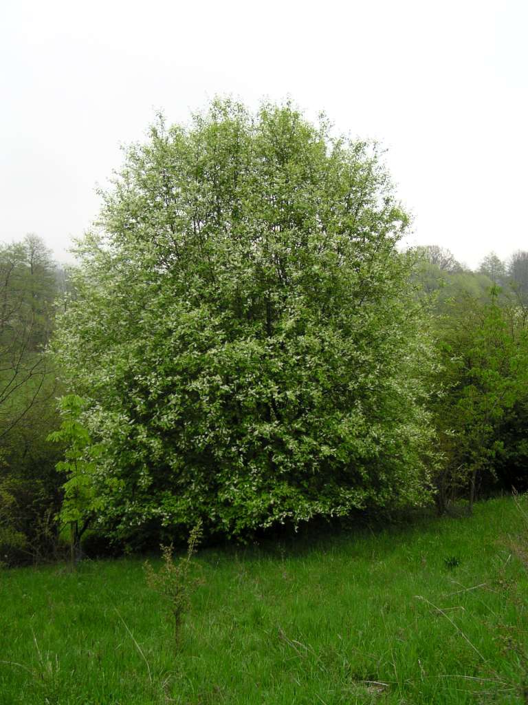 Střemcha obecná
